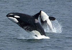 250px-Killerwhales_jumping.jpg, 13 KB