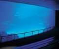 一窺深海的奧祕-超大型壓克力玻璃展示窗