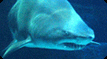 tmb_shark.gif, 7 KB