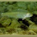 高身固魚（Varicorhinus alticorpus ） 在三、四
十年前，曾是台灣原住民最好的朋友，不但提供
了重要的蛋白質來源，更是他們在久旱不雨時，
祈雨的必需供品。據年紀較大的原住民敘述，以
往在溪裡只要用手拋網便可捕獲足夠的供品，甚
至用畚箕便可捉得到魚，在溪裡游泳可以踩得到
魚，魚體可以成長至成人手指張開那麼高，約有
50公分長等等的這一些敘述，由此便可清楚的想
像到以往溪中魚群之豐富壯麗的景像（圖1）。